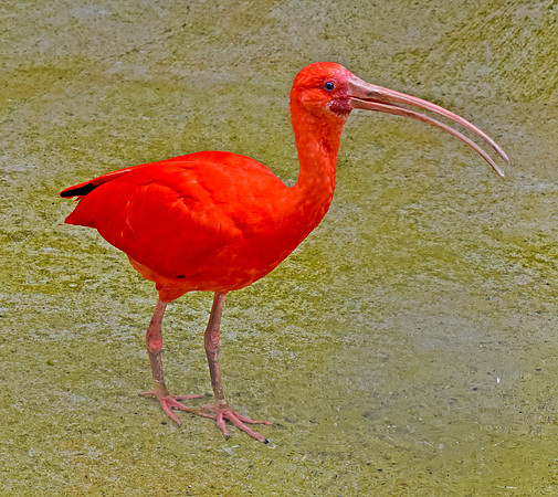 Scarlet ibis