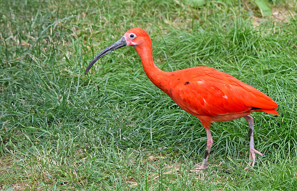 Scarlet ibis
