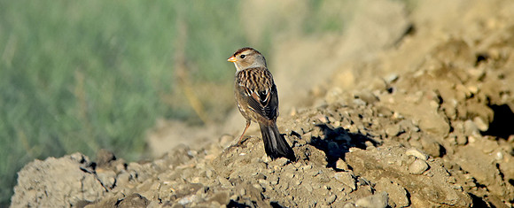 White crowned sparrow, juvenile