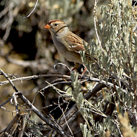 White crowned sparrow, juvenile