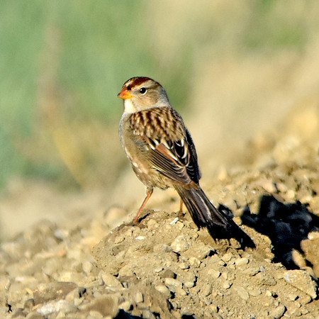 White crowned sparrow, juvenile