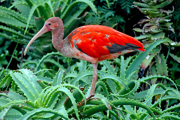Scarlet ibis juvenile