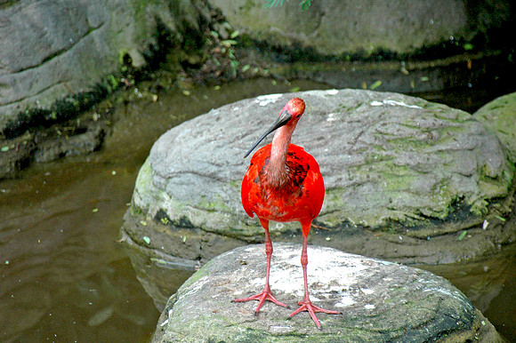 Scarlet ibis