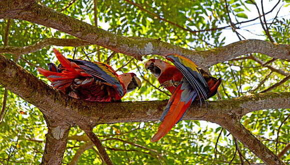Scarlet macaws in the jungle