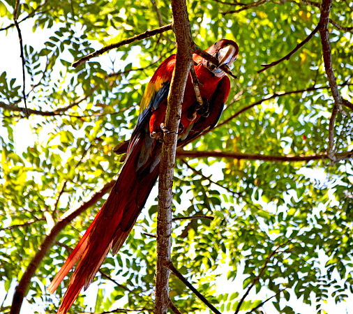Scarlet macaw in the jungle