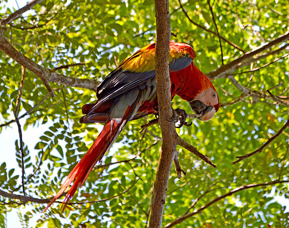 Scarlet macaw in the jungle