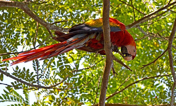 Scarlet macaw in the jungle
