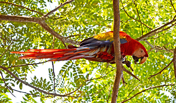 Scarlet macaw in the jungle