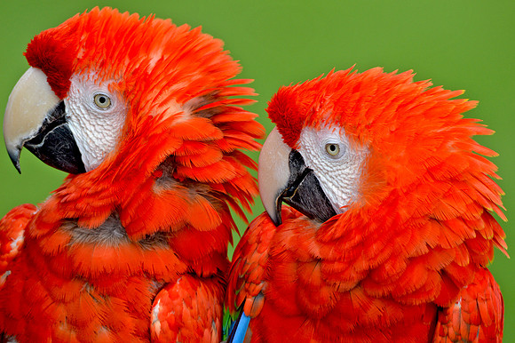 Scarlet macaws