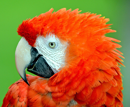 Scarlet macaw