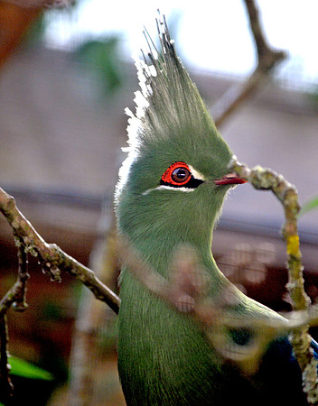 Schalow's turaco