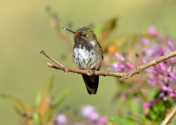 Scintillant hummingbird, female