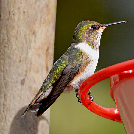Scintillant hummingbird, male