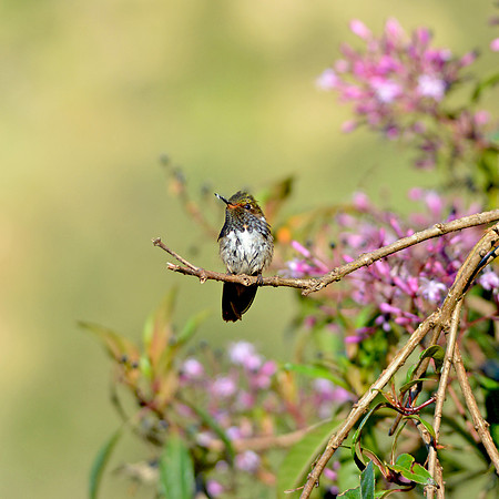 Scintillant hummingbird, female