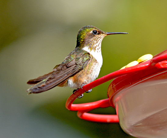 Scintillant hummingbird, male