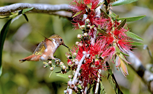 Scintillant hummingbird, male