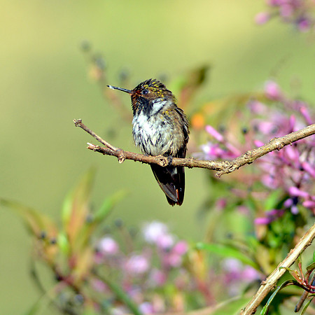 Scintillant hummingbird, female