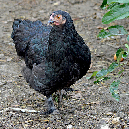 Scots dumpy chicken