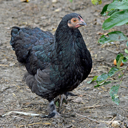 Scots dumpy chicken