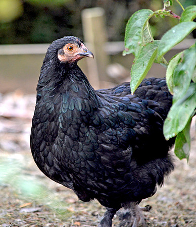Scots dumpy chicken