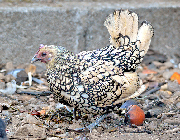 Sebright bantam chicken, female