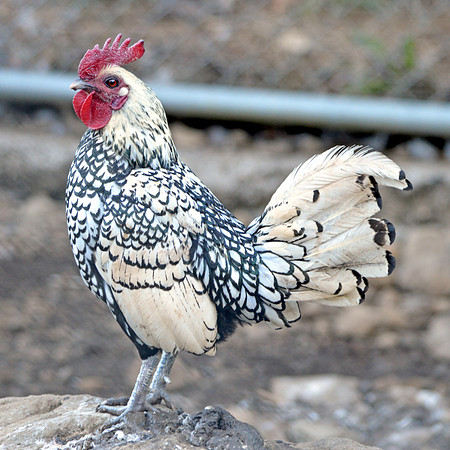 Sebright bantam chicken, male