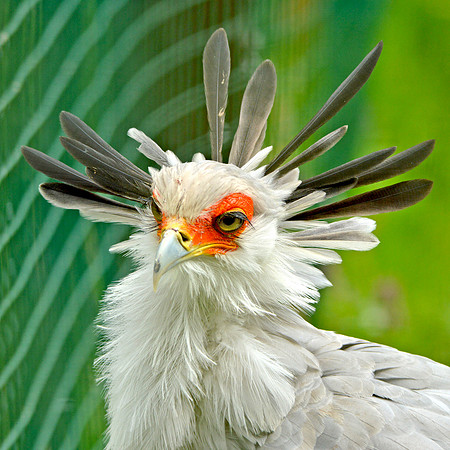 Secretary bird
