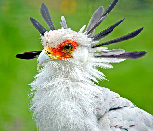 Secretary bird