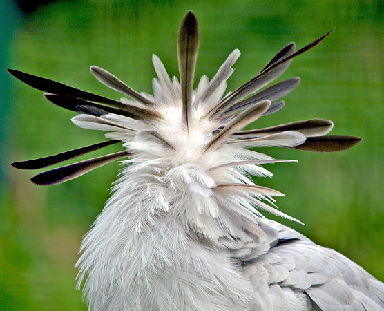 Secretary bird