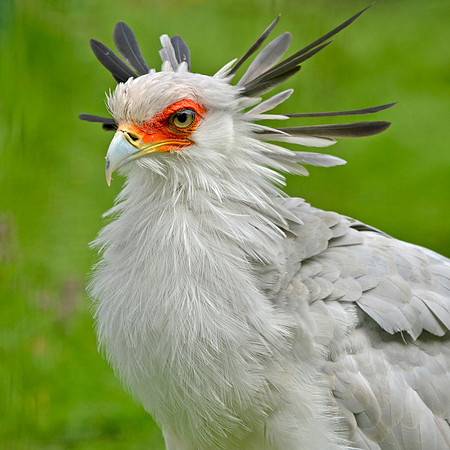 Secretary bird
