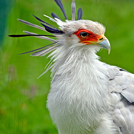 Secretary bird