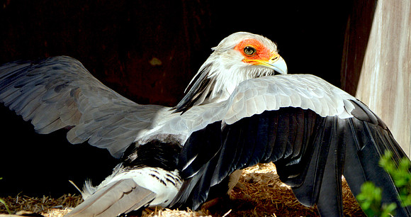Secretary bird
