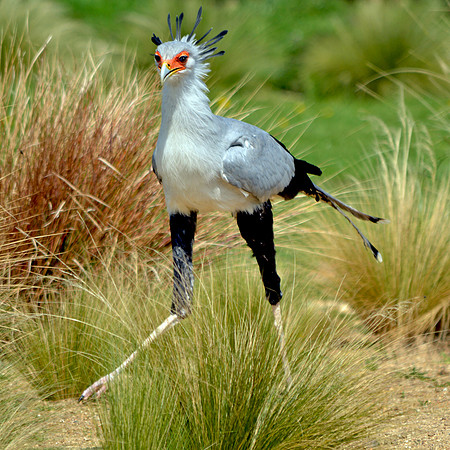 Secretary bird