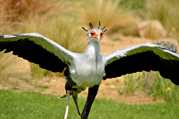 Secretary bird