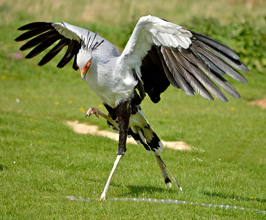 Secretary bird