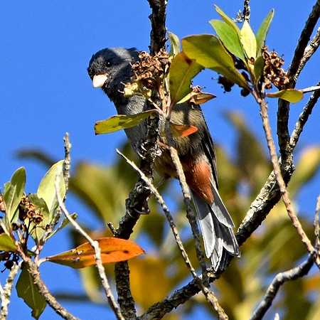 Paramo seedeater