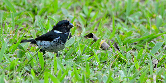 Variable seedeater, male