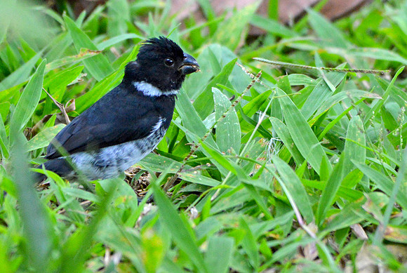 Variable seedeater, male