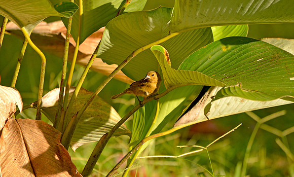 Variable seedeater, female