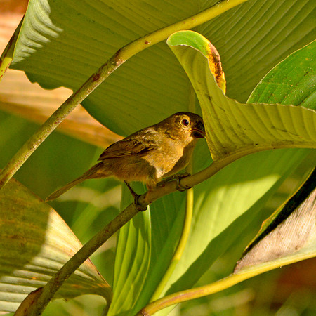 Variable seedeater, female