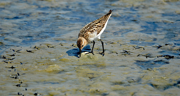 Semipalmated sandpiper
