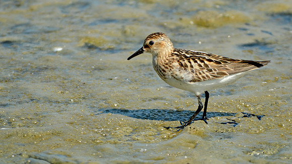 Semipalmated sandpiper