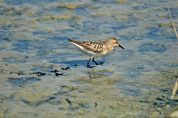 Semipalmated sandpiper