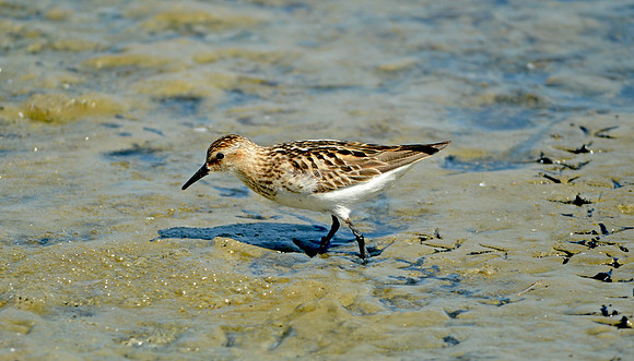 Semipalmated sandpiper