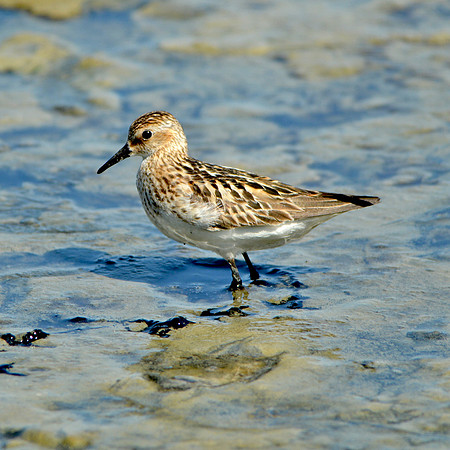 Semipalmated sandpiper