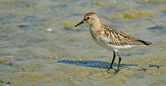 Semipalmated sandpiper