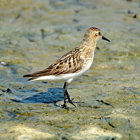 Semipalmated sandpiper
