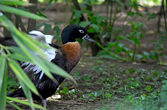 Australian shelduck, female