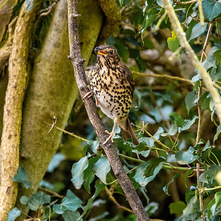 Song thrush