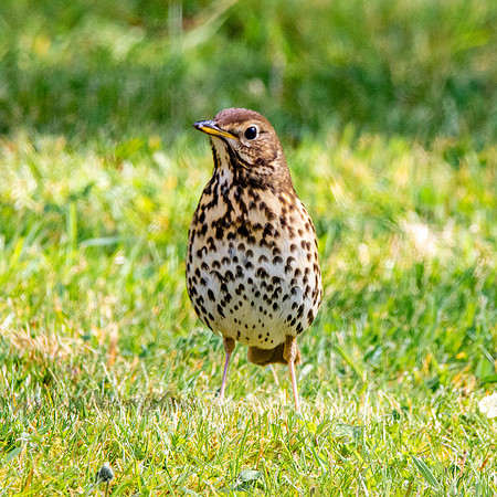Song thrush